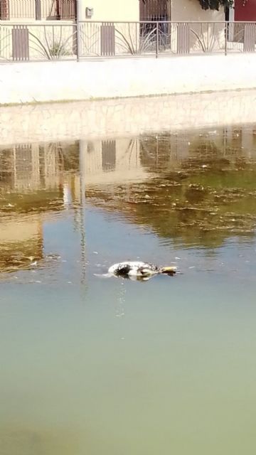 IU-Verdes alerta de un episodio de anoxia en el estanque de Doña Inés que está acabando con su fauna - 1, Foto 1
