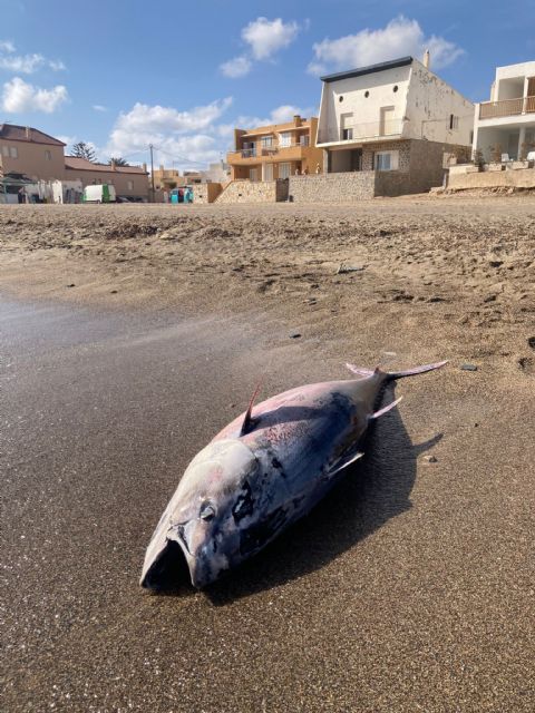 Fotografía de atún muerto en Cabo de Palos aparecido el 9 de septiembre de 2023. Autor: Enrique de Andrés., Foto 1