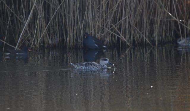 Medio Ambiente somete a información pública el Plan de Recuperación de la cerceta pardilla - 1, Foto 1