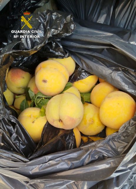 La Guardia Civil sorprende a dos personas en Cieza con 400 kilos de melocotones en el maletero - 2, Foto 2