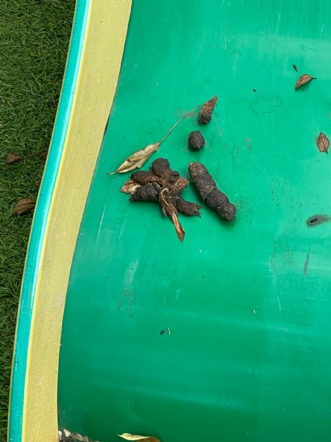 Parques de Las Torres de Cotillas abandonados y con toda clase de suciedad - 5, Foto 5