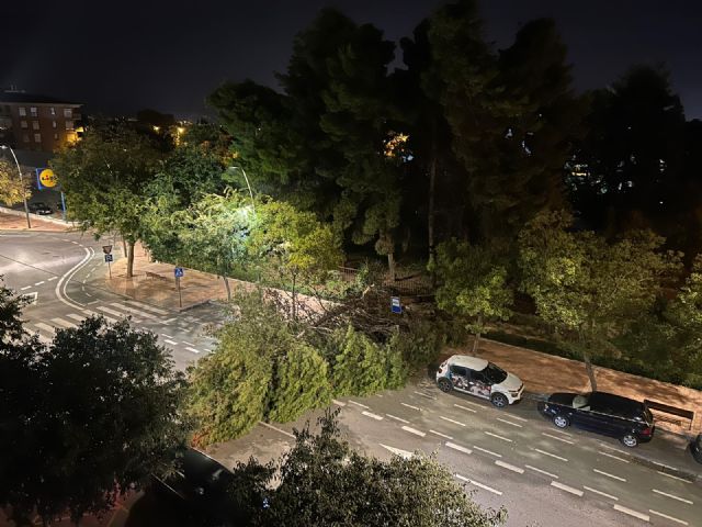 Un pino de grandes dimensiones de la Residencia Domingo Sastre se desploma sobre la Alameda de Cervantes sin ocasionar daños - 1, Foto 1