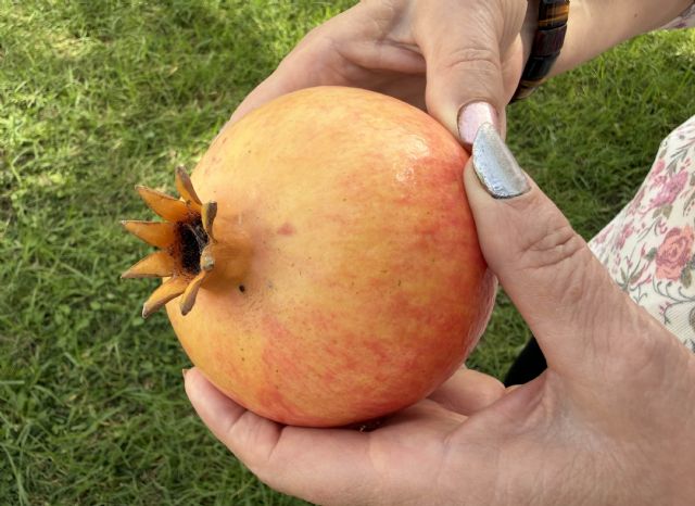 Sofía Torres gana el concurso de pelar granadas de Elche en la Fireta del Camp d'Elx - 1, Foto 1