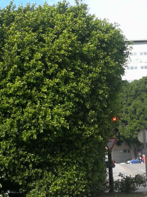 Cs reclama que se poden los árboles de la semi-rotonda del puente del Reina Sofía para mejorar la seguridad vial en la zona y evitar accidentes - 3, Foto 3