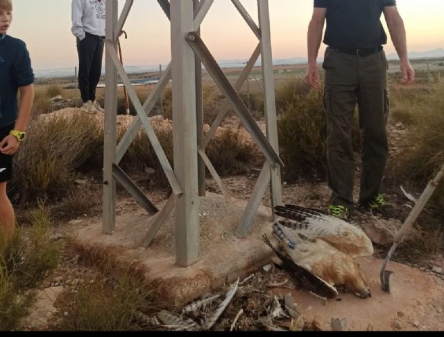 ANSE y la Asociación Región de Murcia Limpia denuncian nuevamente a Iberdrola ante la Fiscalía por la muerte de dos águilas perdiceras - 1, Foto 1