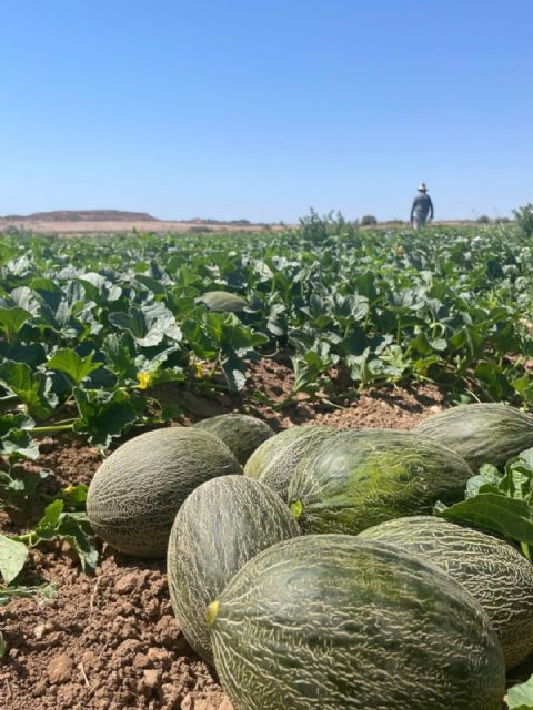 El Secreto de Mi Tierra cierra la temporada con un 20% más de ventas de melón piel de sapo - 1, Foto 1