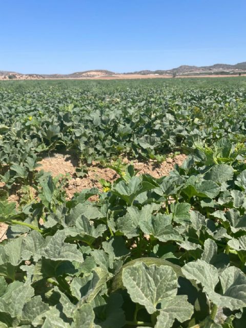 El Secreto de Mi Tierra cierra la temporada con un 20% más de ventas de melón piel de sapo - 2, Foto 2