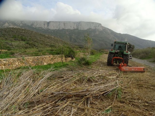 ANSE substituye parte de la caña invasora por arbustos autóctonos en el espacio protegido de la Muela-Cabo Tiñoso - 1, Foto 1
