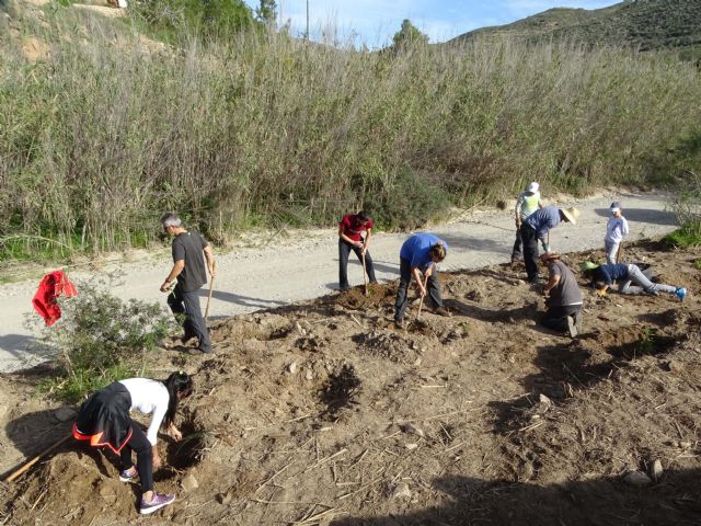 ANSE substituye parte de la caña invasora por arbustos autóctonos en el espacio protegido de la Muela-Cabo Tiñoso - 3, Foto 3