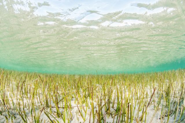 La Comunidad participa en el proyecto europeo Life Transfer para recuperar praderas marinas autóctonas del Mar Menor - 1, Foto 1