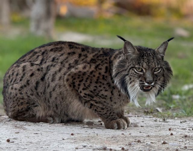 Terra Natura Murcia celebra el Día Internacional del Lince Ibérico con acciones especiales en redes sociales - 1, Foto 1