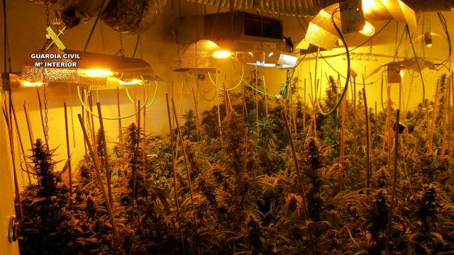 La Guardia Civil desmantela en San Javier un grupo delictivo que cultivaba gran cantidad de marihuana - 3, Foto 3
