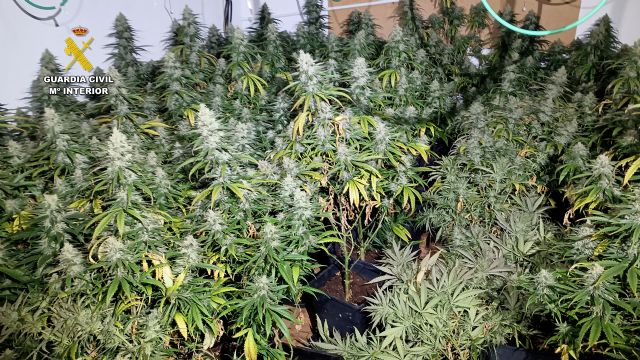 La Guardia Civil desmantela en San Javier un grupo delictivo que cultivaba gran cantidad de marihuana - 5, Foto 5