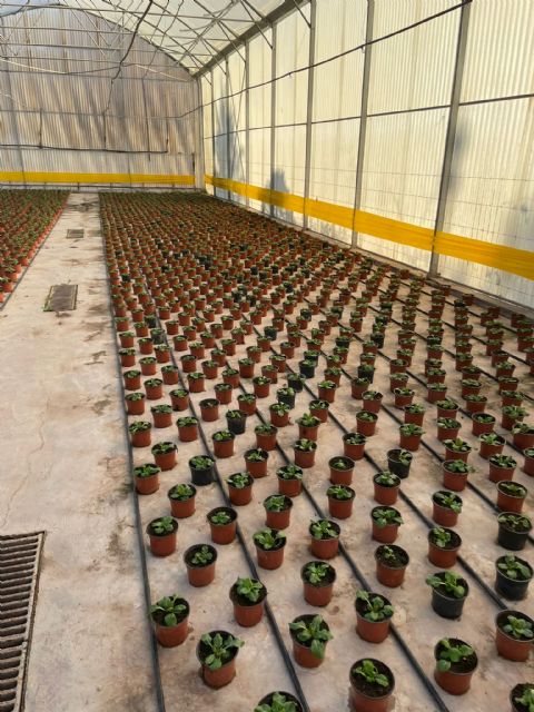El Ayuntamiento de Lorca cultiva, en los viveros municipales, cerca de 10.000 plantas en flor que decorarán las plazas y parques del municipio esta primavera - 2, Foto 2