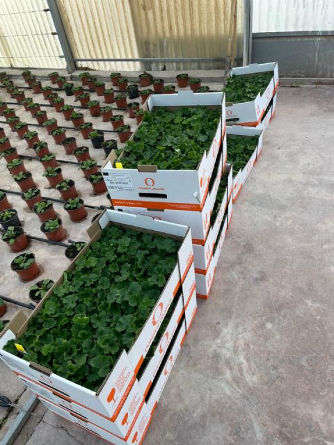 El Ayuntamiento de Lorca cultiva, en los viveros municipales, cerca de 10.000 plantas en flor que decorarán las plazas y parques del municipio esta primavera - 3, Foto 3