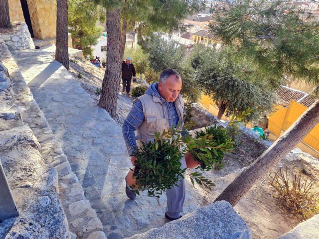 El Ayuntamiento de Caravaca planta 500 nuevos árboles y arbustos en zonas verdes del casco urbano y pedanías - 3, Foto 3