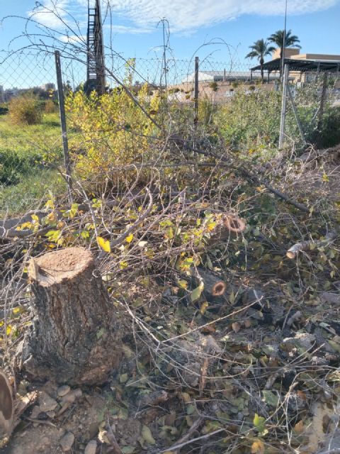 Indignación en Espinardo ante el inicio de la tala de árboles en Teniente Montesinos - 3, Foto 3