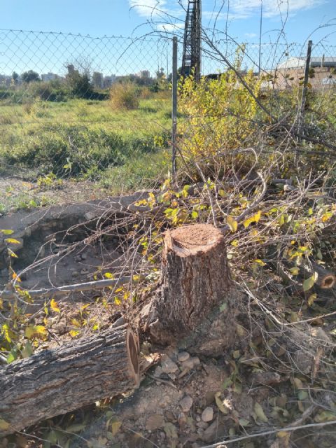 Indignación en Espinardo ante el inicio de la tala de árboles en Teniente Montesinos - 5, Foto 5