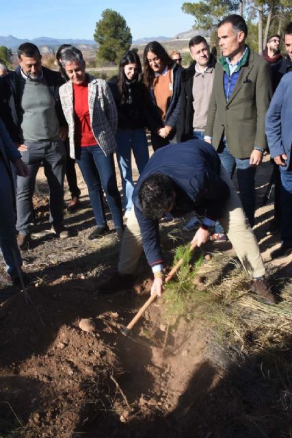Plantan de 7.000 unidades de pino Carrasco en la Sierra del Molino - 3, Foto 3