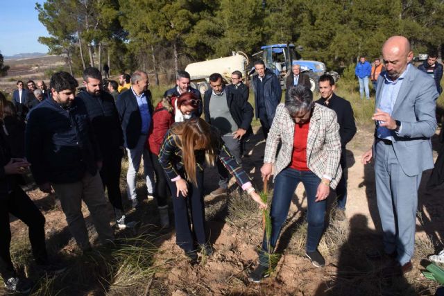 Plantan de 7.000 unidades de pino Carrasco en la Sierra del Molino - 4, Foto 4