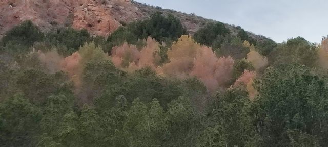 El PSOE de Lorca reclama un plan urgente para salvar el arbolado del municipio y denuncia la inacción del gobierno del Partido Popular - 2, Foto 2