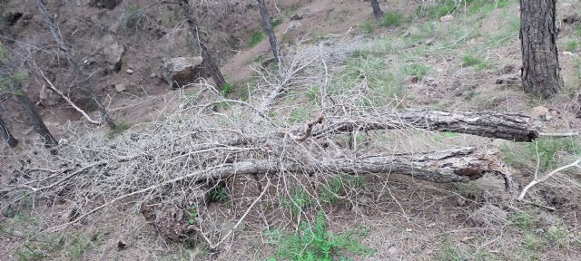 El PSOE de Lorca reclama un plan urgente para salvar el arbolado del municipio y denuncia la inacción del gobierno del Partido Popular - 3, Foto 3