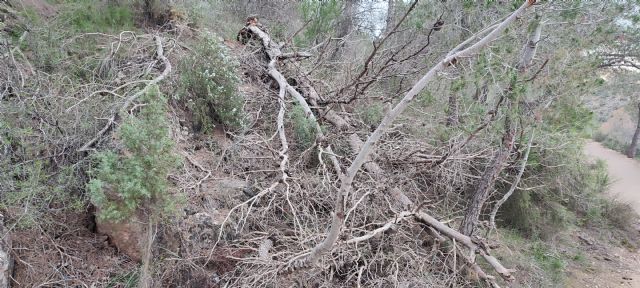 El PSOE de Lorca reclama un plan urgente para salvar el arbolado del municipio y denuncia la inacción del gobierno del Partido Popular - 4, Foto 4