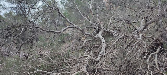 El PSOE de Lorca reclama un plan urgente para salvar el arbolado del municipio y denuncia la inacción del gobierno del Partido Popular - 5, Foto 5