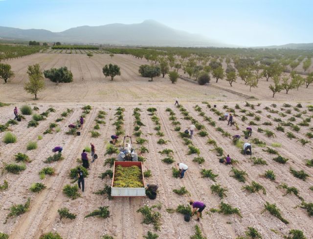 La DOP Jumilla registra la vendimia con menos producción de la historia - 1, Foto 1