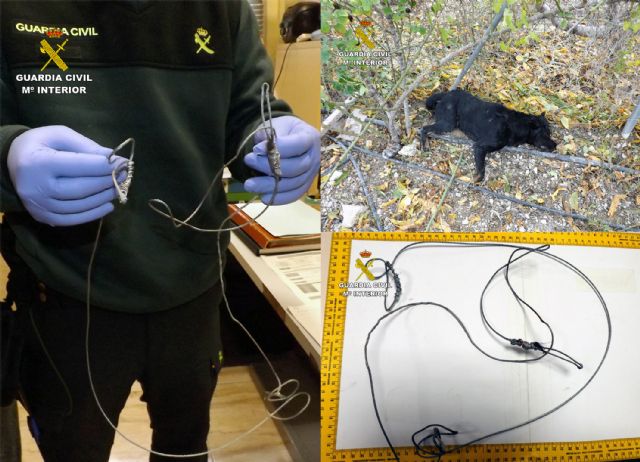 La Guardia Civil investiga al trabajador de una finca por usar trampas que le causaron la muerte a un perro en Cieza - 2, Foto 2