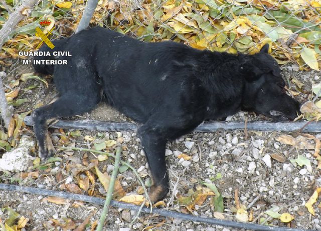 La Guardia Civil investiga al trabajador de una finca por usar trampas que le causaron la muerte a un perro en Cieza - 3, Foto 3