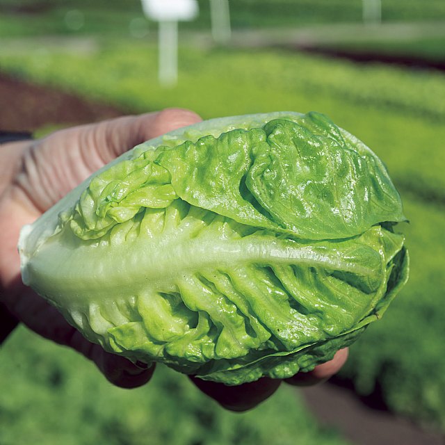 Nunhems® continúa innovando en lechuga para acercarse al consumidor - 2, Foto 2