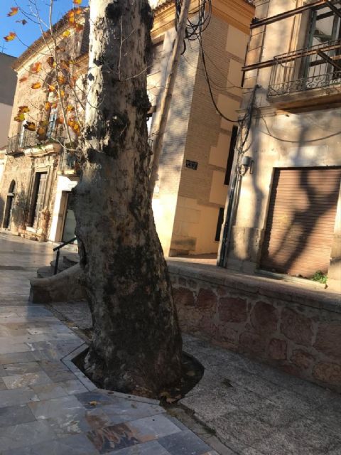 El Ayuntamiento de Lorca sustituirá cuatro árboles que se encuentran en malas condiciones por nuevos ejemplares - 1, Foto 1