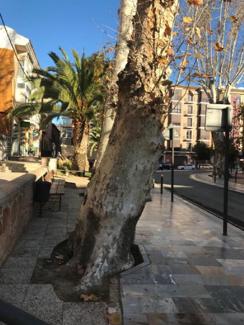 El Ayuntamiento de Lorca sustituirá cuatro árboles que se encuentran en malas condiciones por nuevos ejemplares - 2, Foto 2