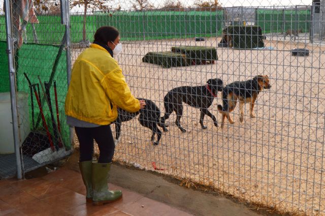 La protectora Las Torres busca voluntarios para ayudar en el centro municipal de proteccion animal - 3, Foto 3