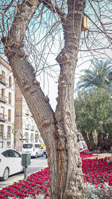 Un informe técnico obliga a sustituir una morera en el Plano de San Francisco por riesgo de caída - 1, Foto 1