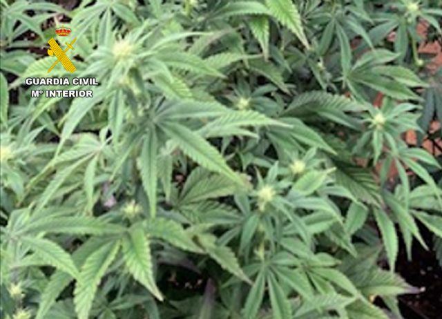 La Guardia Civil desmantela en Alhama de Murcia una vivienda utilizada para el cultivo y secado de marihuana, Foto 2