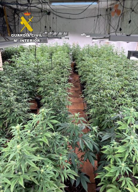 La Guardia Civil desmantela en Alhama de Murcia una vivienda utilizada para el cultivo y secado de marihuana, Foto 5