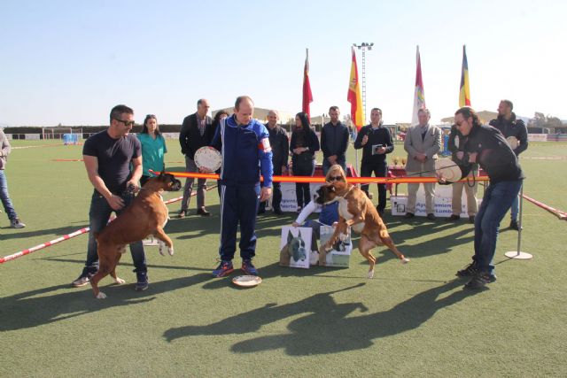 Puerto Lumbreras acoge la XIV Monográfica Regional de Bóxer - 1, Foto 1
