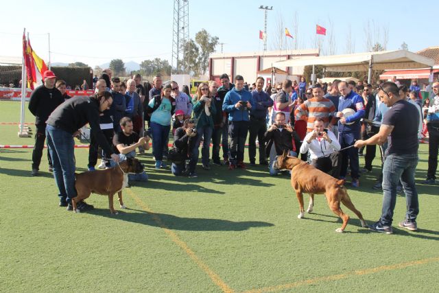 Puerto Lumbreras acoge la XIV Monográfica Regional de Bóxer - 3, Foto 3