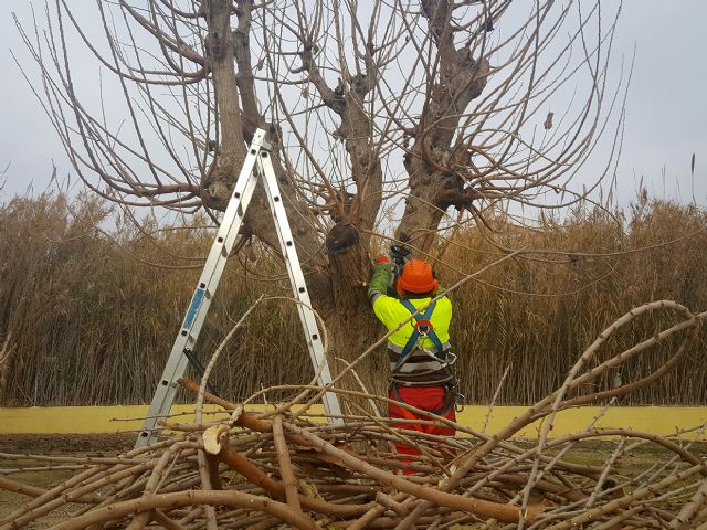 Parques y Jardines poda 1.000 árboles para garantizar la seguridad en los entornos deportivos - 1, Foto 1