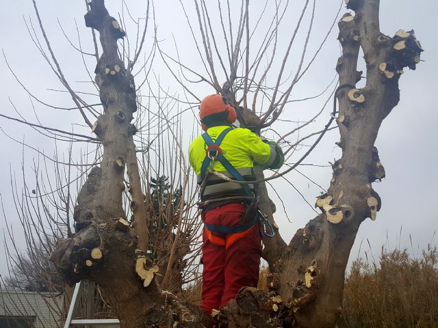 Parques y Jardines poda 1.000 árboles para garantizar la seguridad en los entornos deportivos - 2, Foto 2
