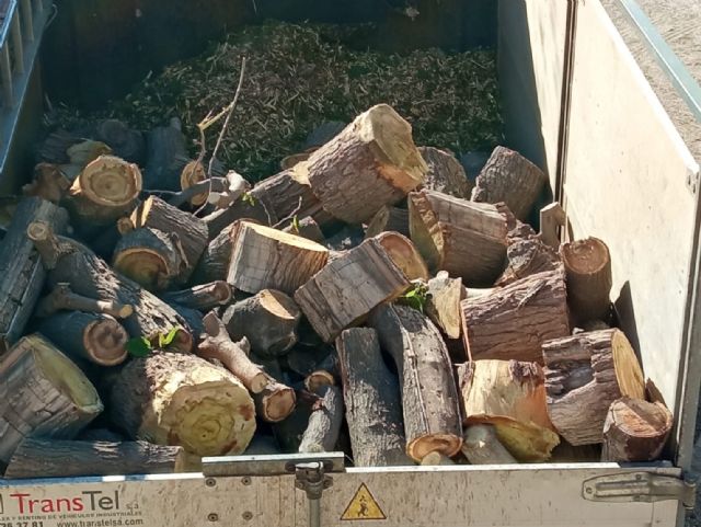 Nueva tala indiscriminada en el parque de la petanca de San Diego - 1, Foto 1