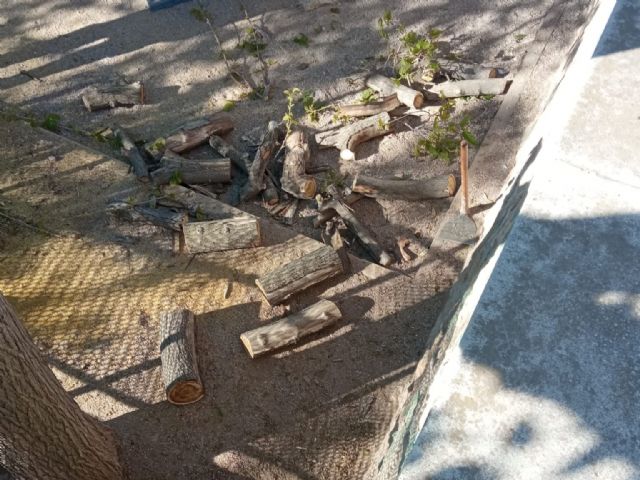 Nueva tala indiscriminada en el parque de la petanca de San Diego - 2, Foto 2