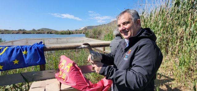 La Región de Murcia alcanza el centenar de cercetas pardillas liberadas dentro del proyecto LIFE de recuperación de la especie - 2, Foto 2
