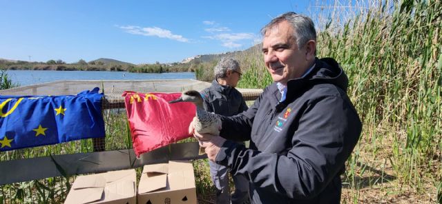 La Región de Murcia alcanza el centenar de cercetas pardillas liberadas dentro del proyecto LIFE de recuperación de la especie - 3, Foto 3