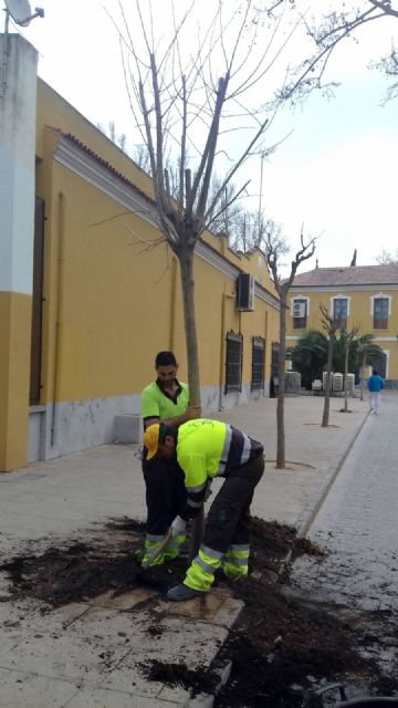 El Ayuntamiento planta, en apenas tres meses, más de 500 nuevos árboles en Murcia y pedanías - 1, Foto 1