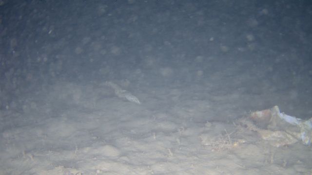 Fundación Primafrio colabora con el CORI para analizar los efectos del cambio climático en el Patrimonio Subacuático de Cartagena - 2, Foto 2