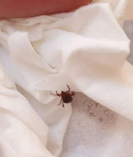 MC: Otro logro de ´La Trinca´: las garrapatas invaden plazas y calles de La Palma - 1, Foto 1