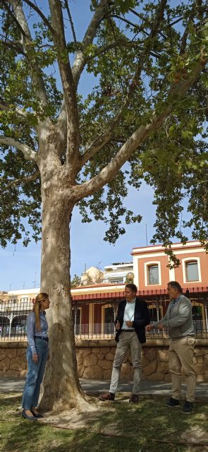 El plan Escudo Verde permitirá salvar más de un centenar de árboles de gran porte afectados por las obras de integración urbana del ferrocarril - 3, Foto 3